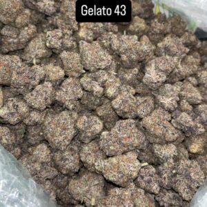 Koop Gelato 43